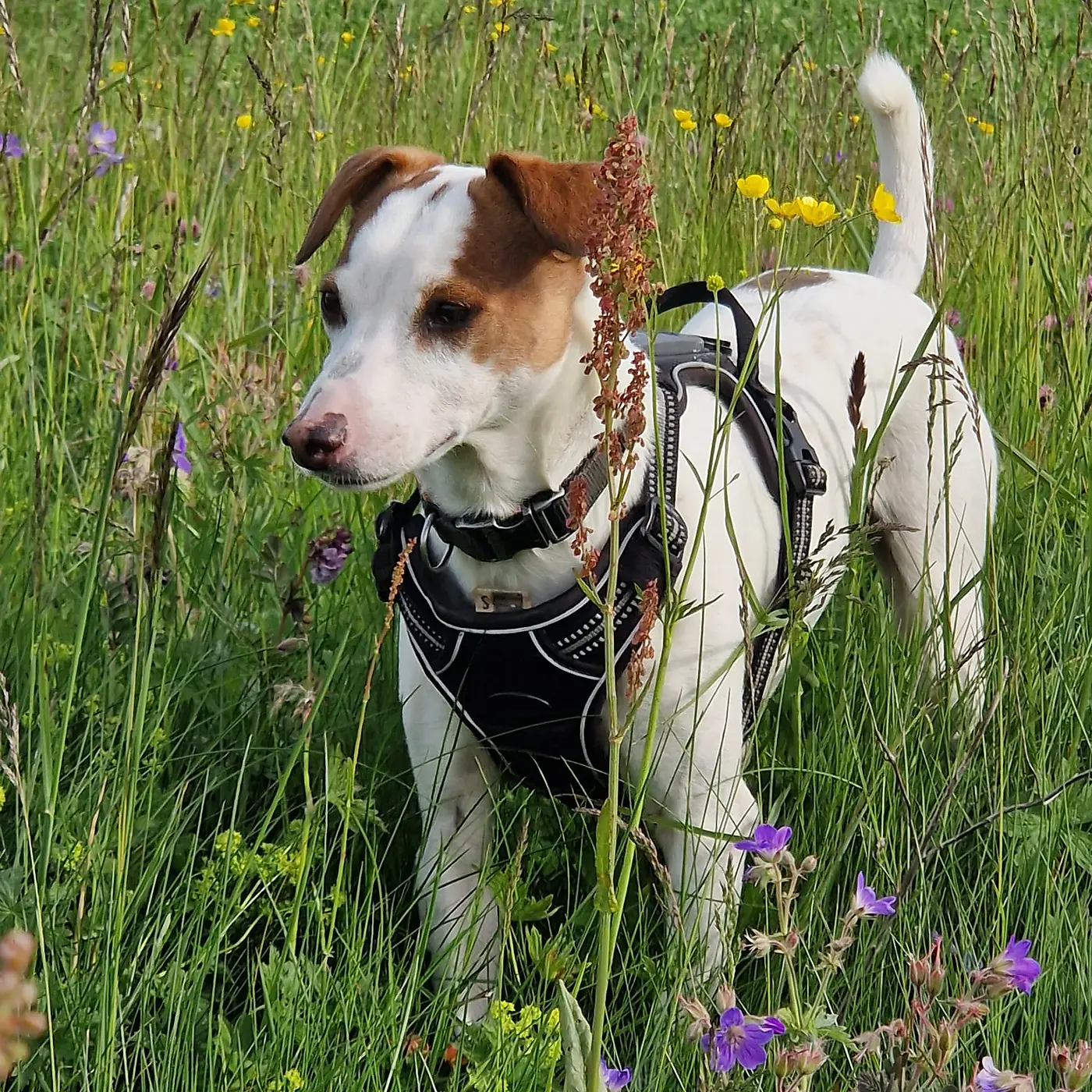 Bettwanzenspürhund Karli im Einsatz