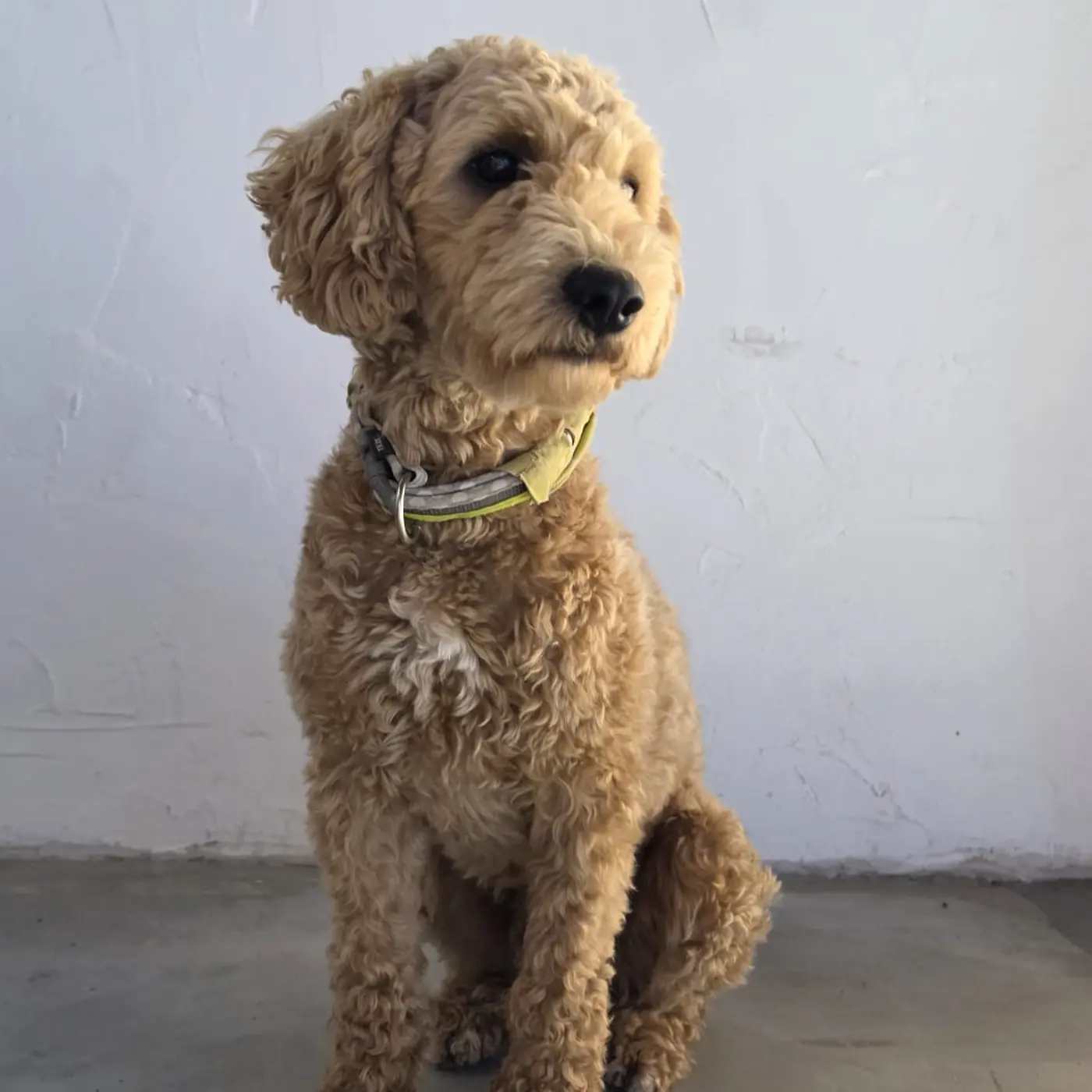 Scotty, Bettwanzenspürhund in Ausbildung